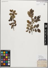 Foto von Salix myrsinifolia Salisb.